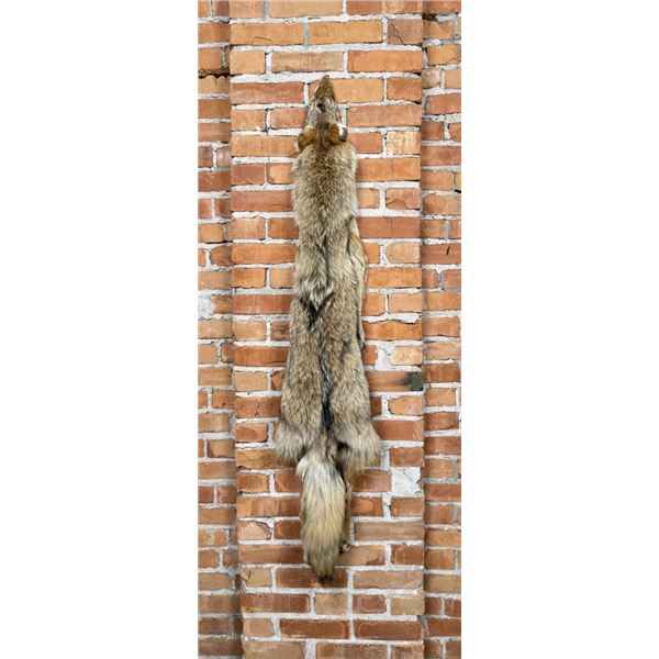 Montana Taxidermy Coyote Pelt Hide