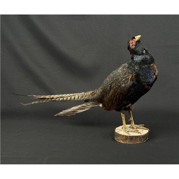 Full Body Idaho Taxidermy Pheasant