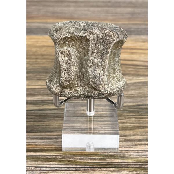 Fossil Dinosaur Vertebrae