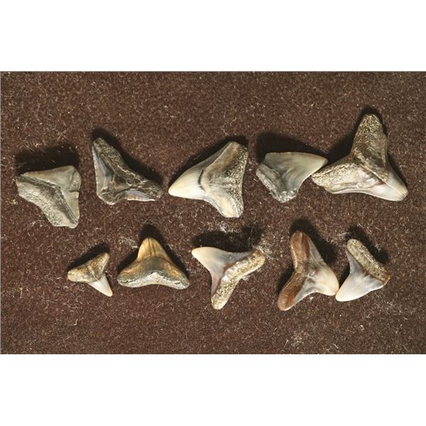 10 VERY OLD "MILLIONS OF YEARS" SHARKS TEETH