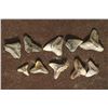 Image 1 : 10 VERY OLD "MILLIONS OF YEARS" SHARKS TEETH