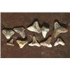 Image 2 : 10 VERY OLD "MILLIONS OF YEARS" SHARKS TEETH
