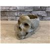 Image 1 : Cast Concrete Skull Sculpture Holder