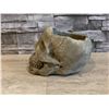 Image 2 : Cast Concrete Skull Sculpture Holder