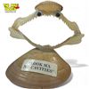 Image 1 : Vintage Folk Art Sharp Jaw Sculpture "Look Ma No Cavities"