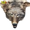 Image 3 : Vintage Taxidermied Wolf Skin Rug