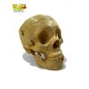 Image 1 : Vintage Medical Skull