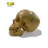 Image 4 : Vintage Medical Skull