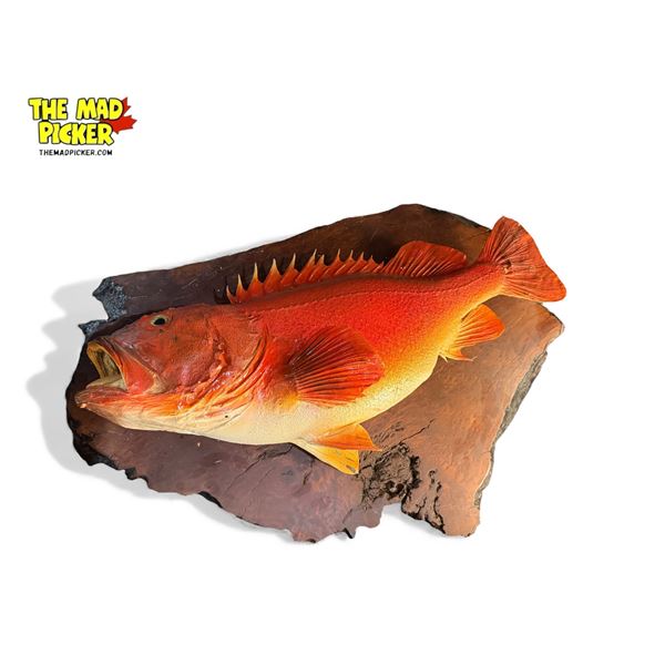 Large Taxidermied Fish On Live Edge Wood