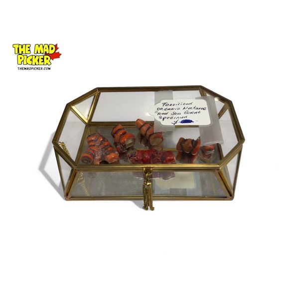 Vintage Brass & Glass Jewelry Box With 6 Pieces Of Fossilized Coral