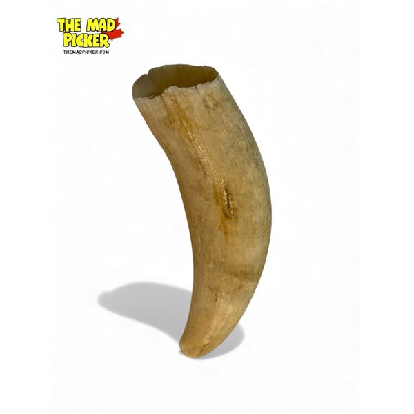 Whale Tooth