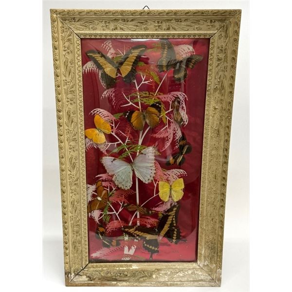Vintage Butterfly Taxidermy Display