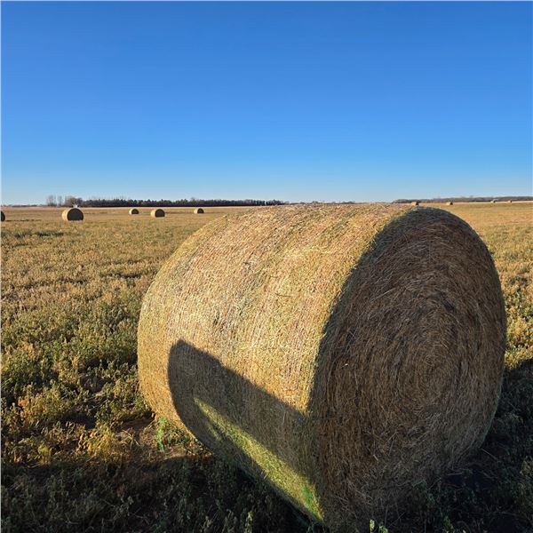 2025 2nd Cut Alfalfa Round Hay Bales - No Rain  1434 lbs Avg   Feed test Results in Pictures
