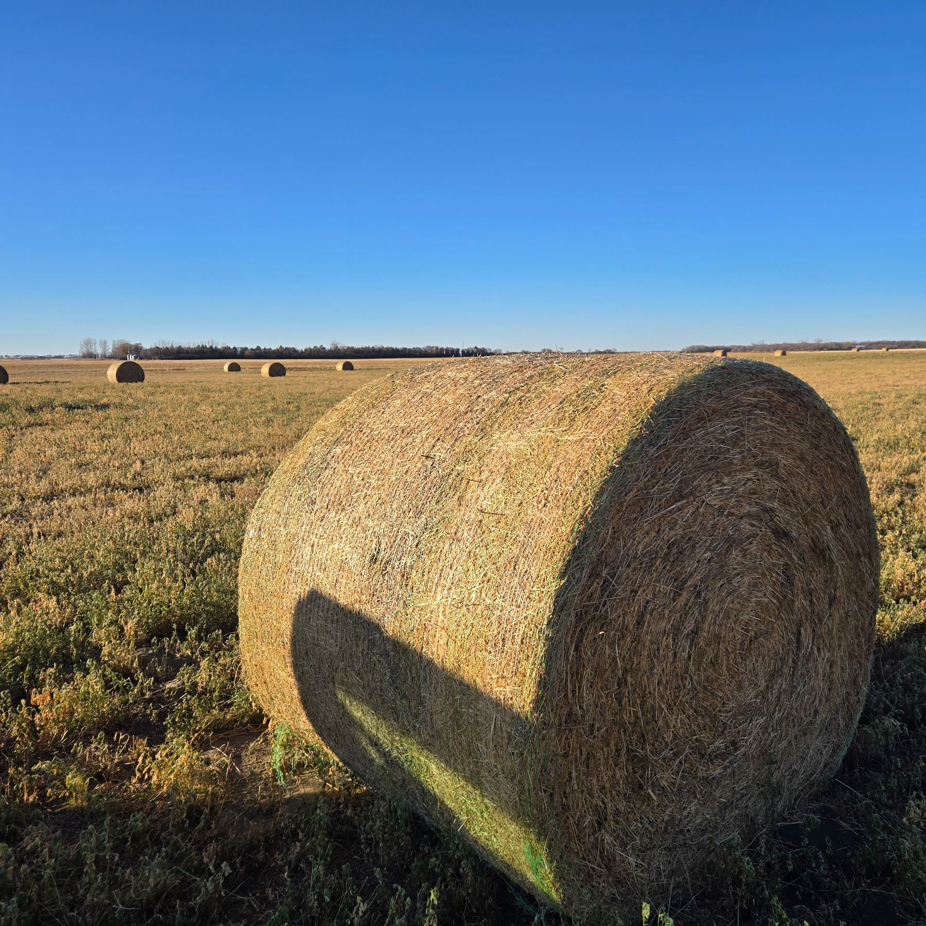 Ed Hay 2025 2nd Cut Alfalfa Round Hay Bales - No Rain 1434 lbs Avg Feed Test ...