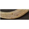 Image 10 : BOAR TUSK