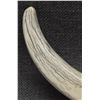 Image 11 : BOAR TUSK