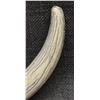 Image 12 : BOAR TUSK