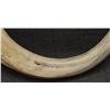 Image 13 : BOAR TUSK