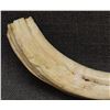 Image 14 : BOAR TUSK