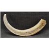 Image 1 : BOAR TUSK