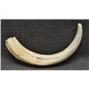 Image 2 : BOAR TUSK