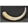 Image 3 : BOAR TUSK