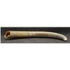 Image 4 : BOAR TUSK