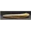 Image 7 : BOAR TUSK