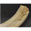 Image 9 : BOAR TUSK