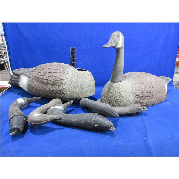 7 Plastic Canada Goose Decoys