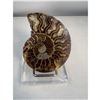 Image 1 : 3 inch Ammonite Fossil with Druze