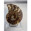 Image 3 : 3 inch Ammonite Fossil with Druze
