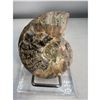 Image 4 : 3 inch Ammonite Fossil with Druze