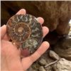 Image 1 : Ammonites 2.3 inch