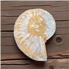 Image 2 : Ammonites 2.3 inch