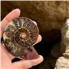 Image 2 : Ammonites 2.3 inch