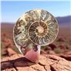 Image 4 : Ammonites 2.3 inch