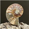 Image 1 : Ammonites 2.3 inch