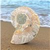 Image 2 : Ammonites 2.3 inch