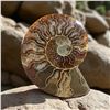 Image 3 : Ammonites 2.3 inch