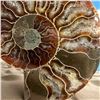 Image 1 : Ammonites 2.3 inch