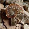Image 2 : Ammonites 2.3 inch