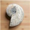 Image 2 : Ammonites 5 inch 28