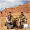 NAVAJO NATION DESERT BIGHORN