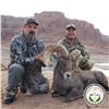 Image 2 : NAVAJO NATION DESERT BIGHORN