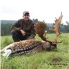 Image 1 : 5-DAY FALLOW & RED STAG HUNT FOR 1 HUNTER AND 1 NON-HUNTER