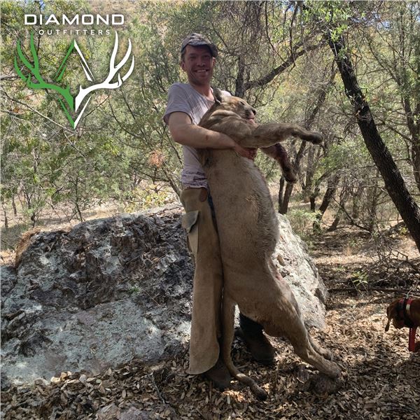 5-DAY ARIZONA MOUNTAIN LION HUNT WITH HOUNDS FOR 1 HUNTER