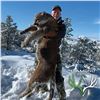 Image 3 : 5-DAY ARIZONA MOUNTAIN LION HUNT WITH HOUNDS FOR 1 HUNTER
