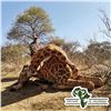 Image 2 : 5-DAY GIRAFFE (BULL OR COW) AND 30% TROPHY FEE FOR BULL BUFFALO