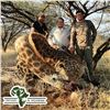 Image 3 : 5-DAY GIRAFFE (BULL OR COW) AND 30% TROPHY FEE FOR BULL BUFFALO